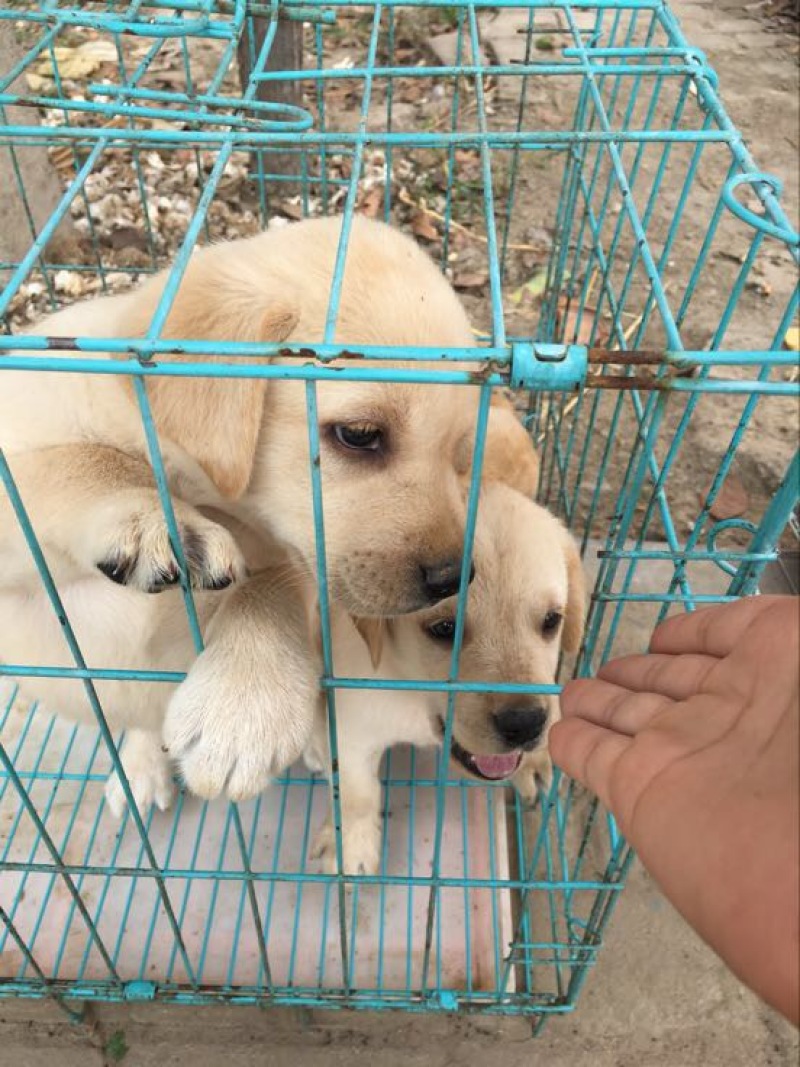 拉布拉多犬公