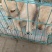拉布拉多犬公