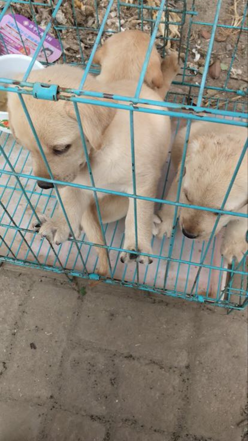 拉布拉多犬公