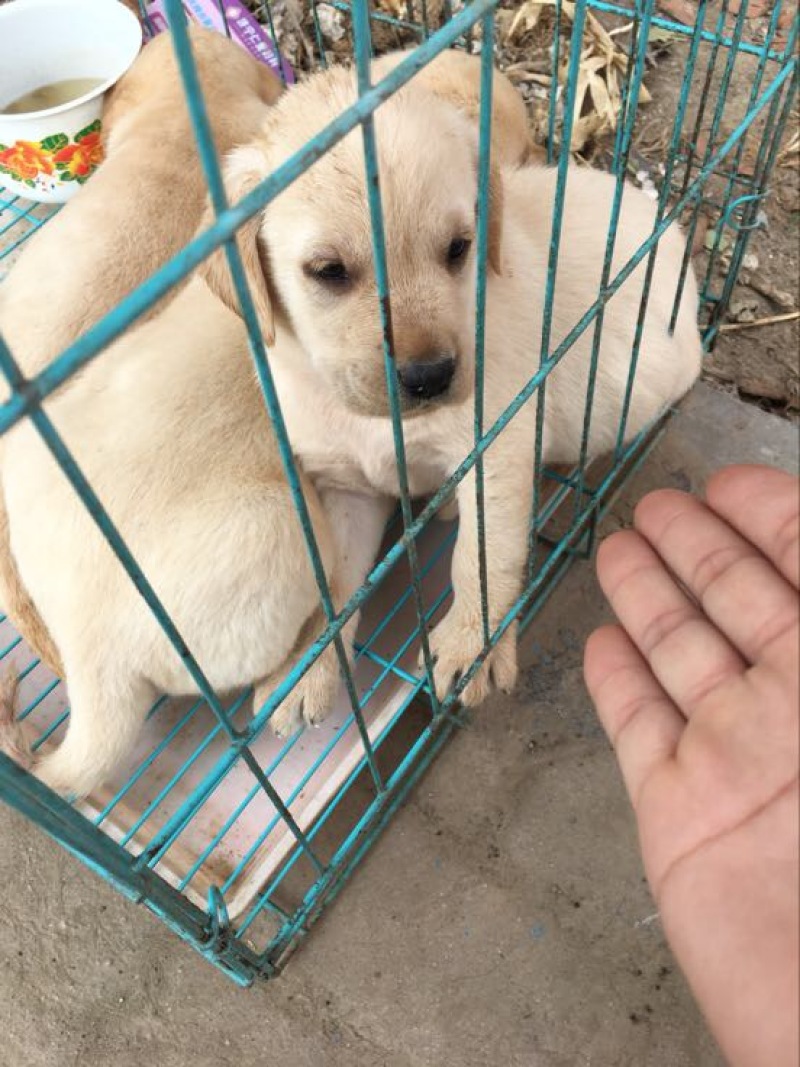 拉布拉多犬公