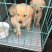 拉布拉多犬公