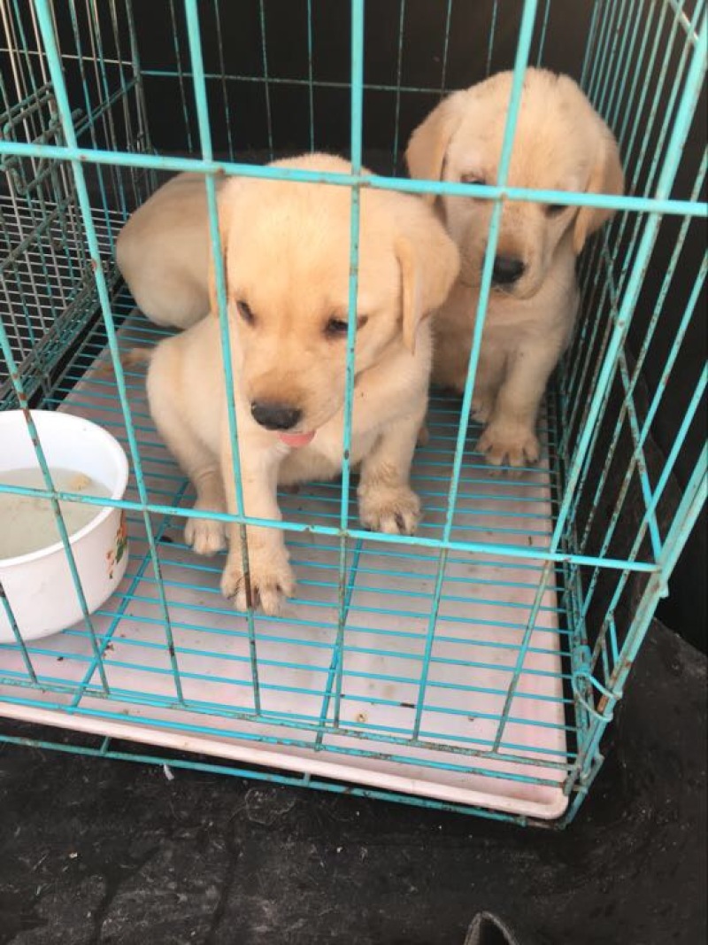 拉布拉多犬公