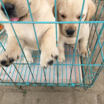 拉布拉多犬公