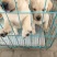 拉布拉多犬公