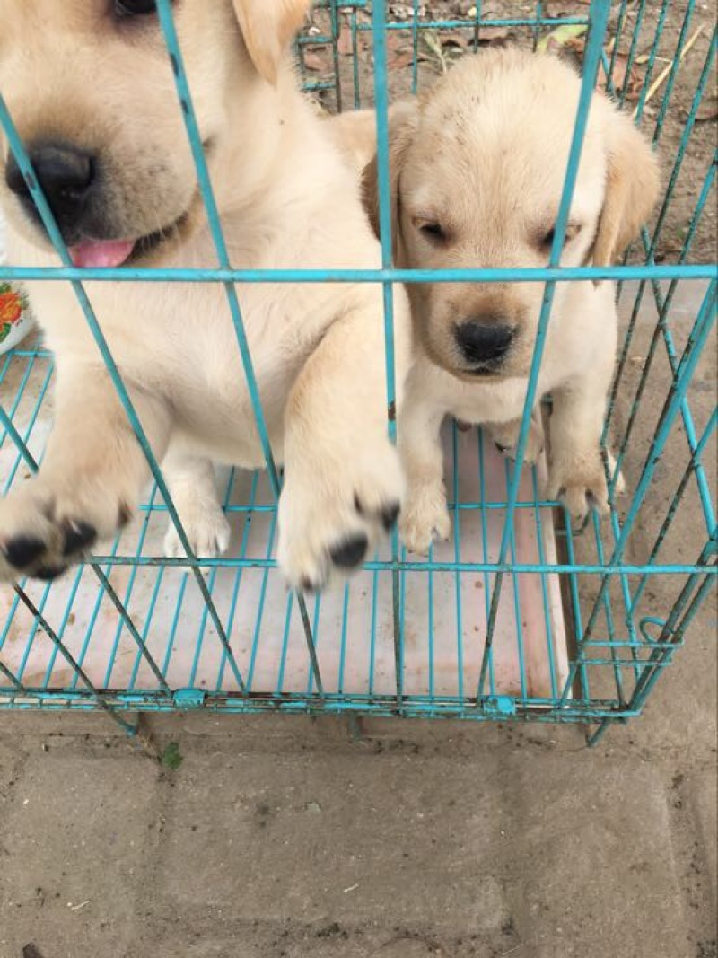 拉布拉多犬公