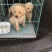 拉布拉多犬公