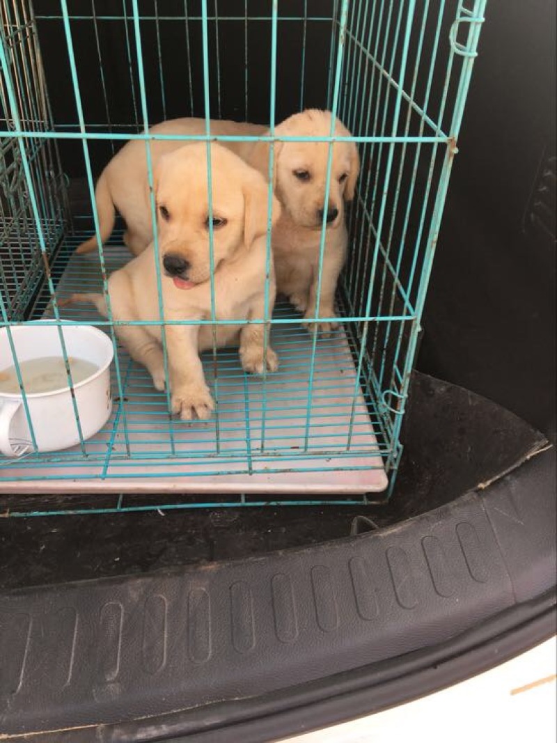 拉布拉多犬公