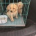 拉布拉多犬公