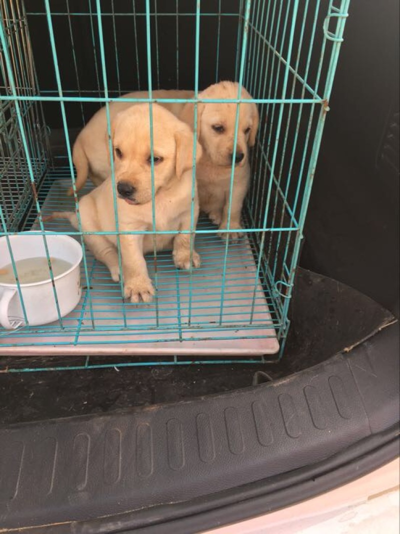 拉布拉多犬公