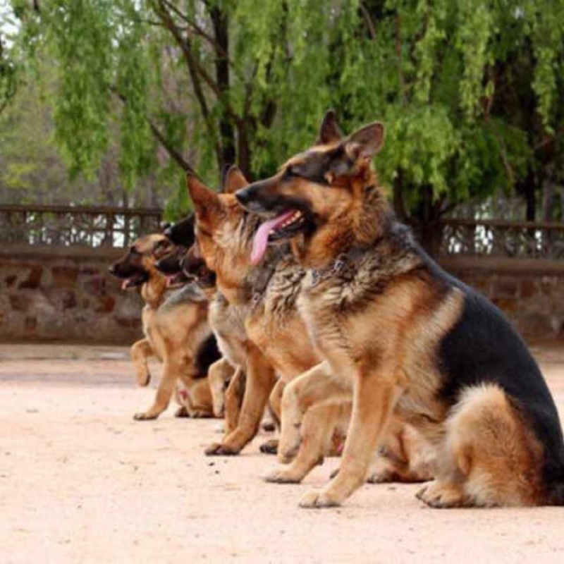 斗牛犬公
