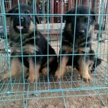 斗牛犬公