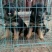 斗牛犬公