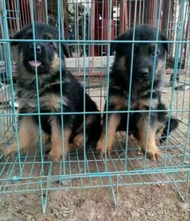斗牛犬公