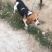 斗牛犬公