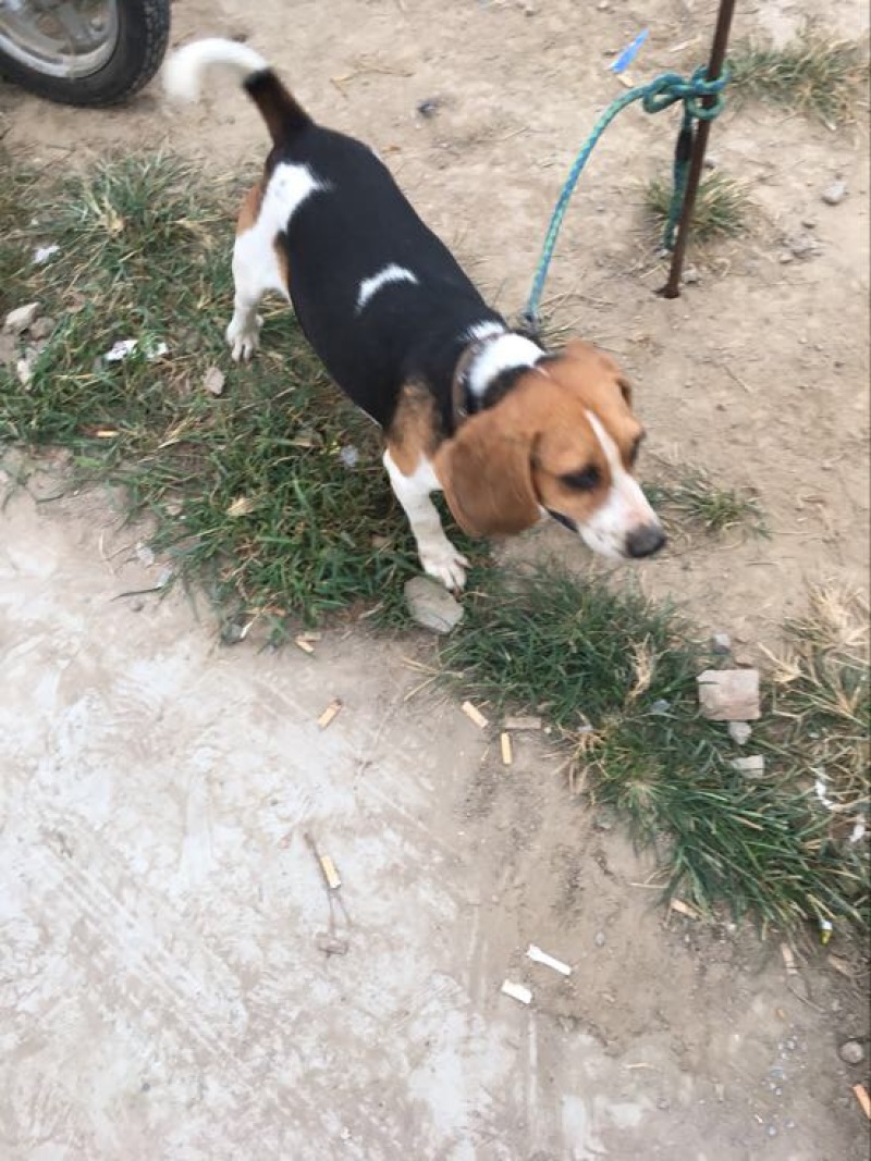 斗牛犬公