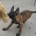 斗牛犬公