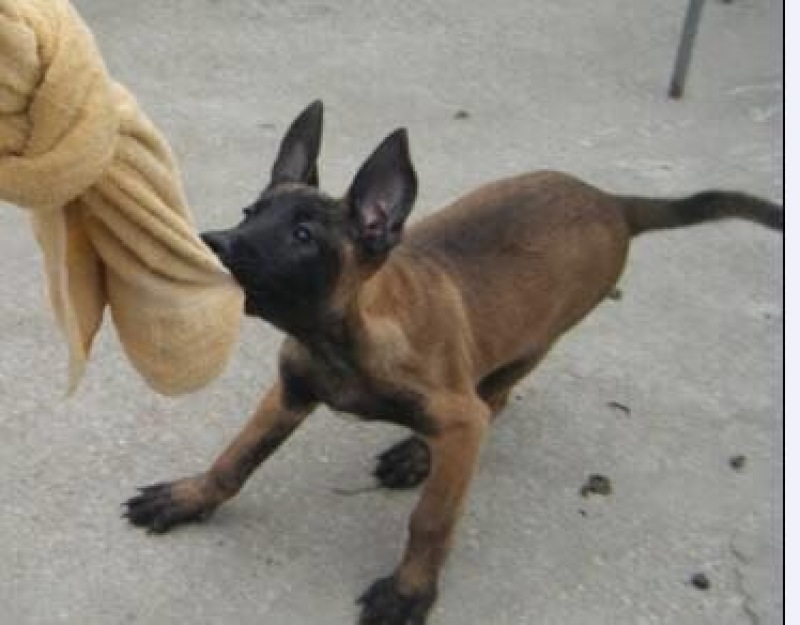 斗牛犬公