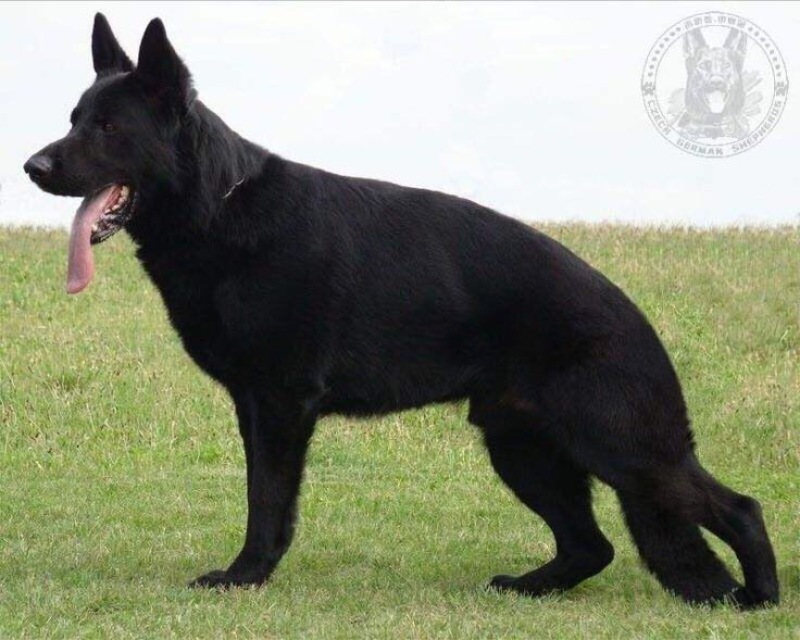 斗牛犬公