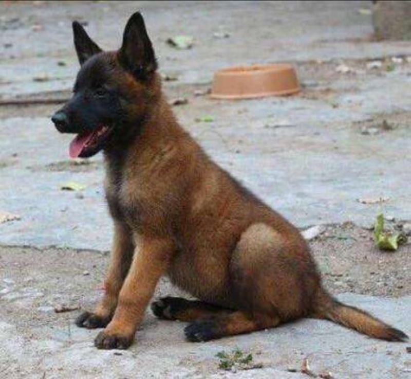 斗牛犬公
