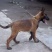 斗牛犬公