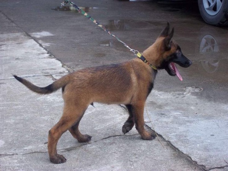斗牛犬公