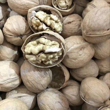 纸皮核桃30mm以上去皮干