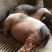 巴马香猪公