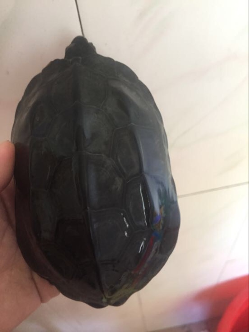 中华草龟0.5斤以下
