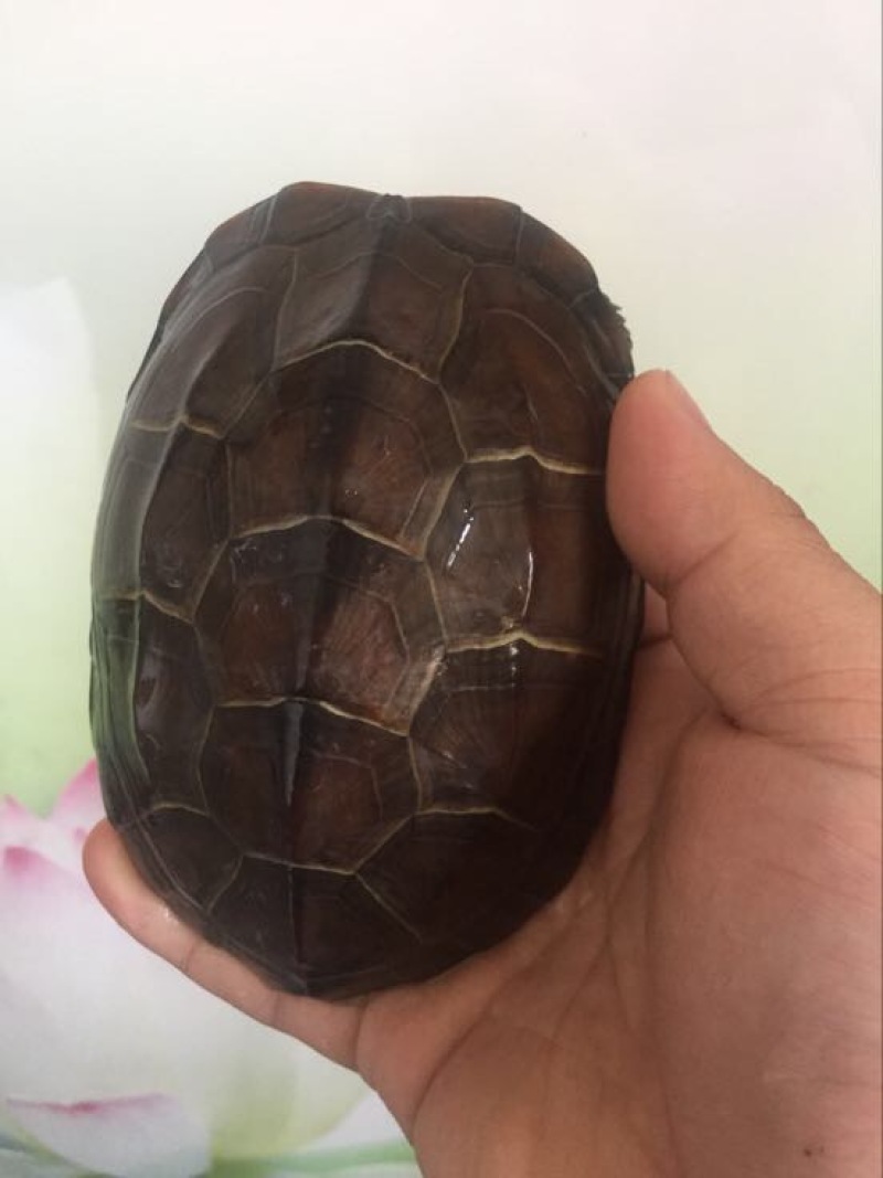 中华草龟0.5斤以下
