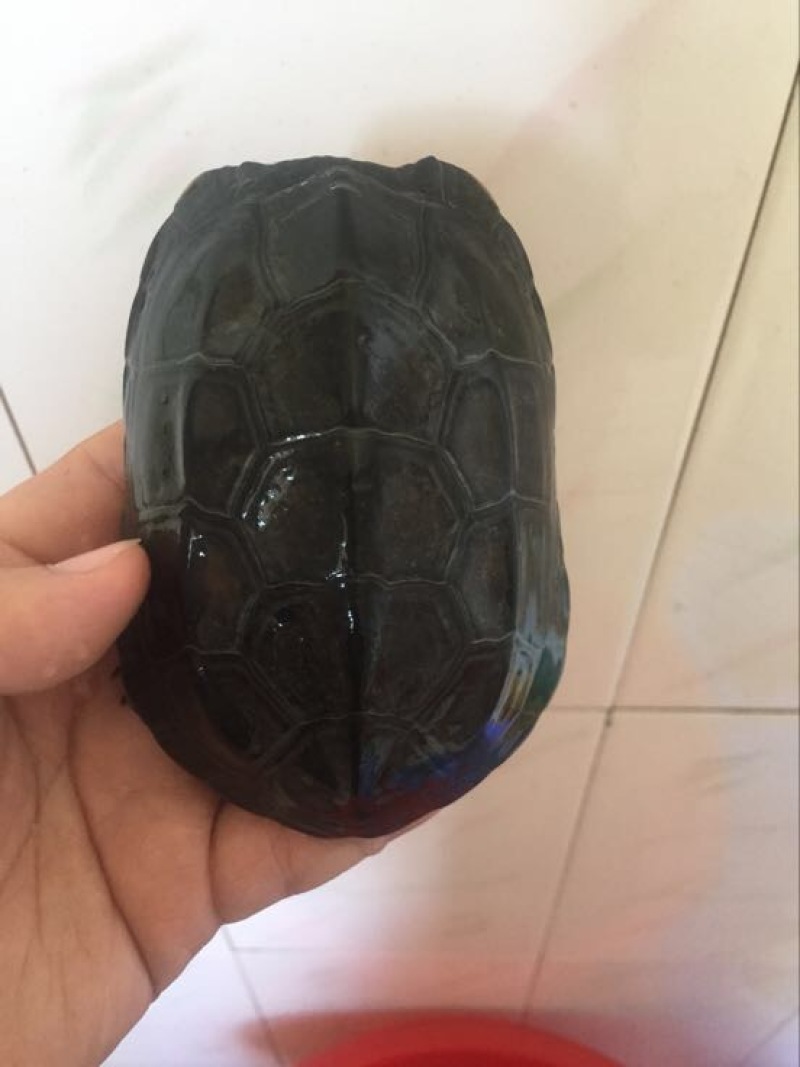 中华草龟0.5斤以下