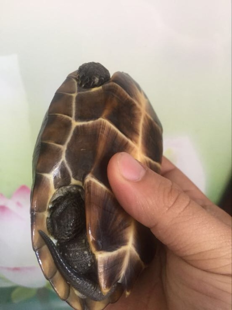 中华草龟0.5斤以下