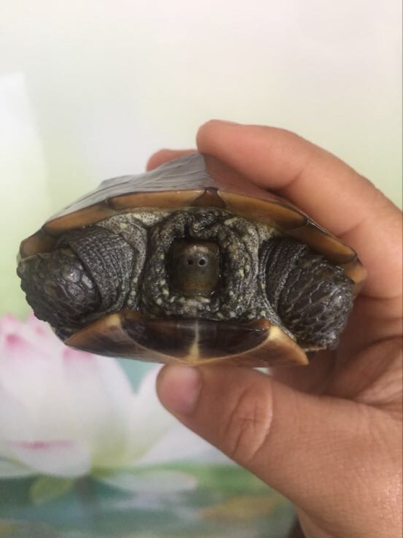中华草龟0.5斤以下