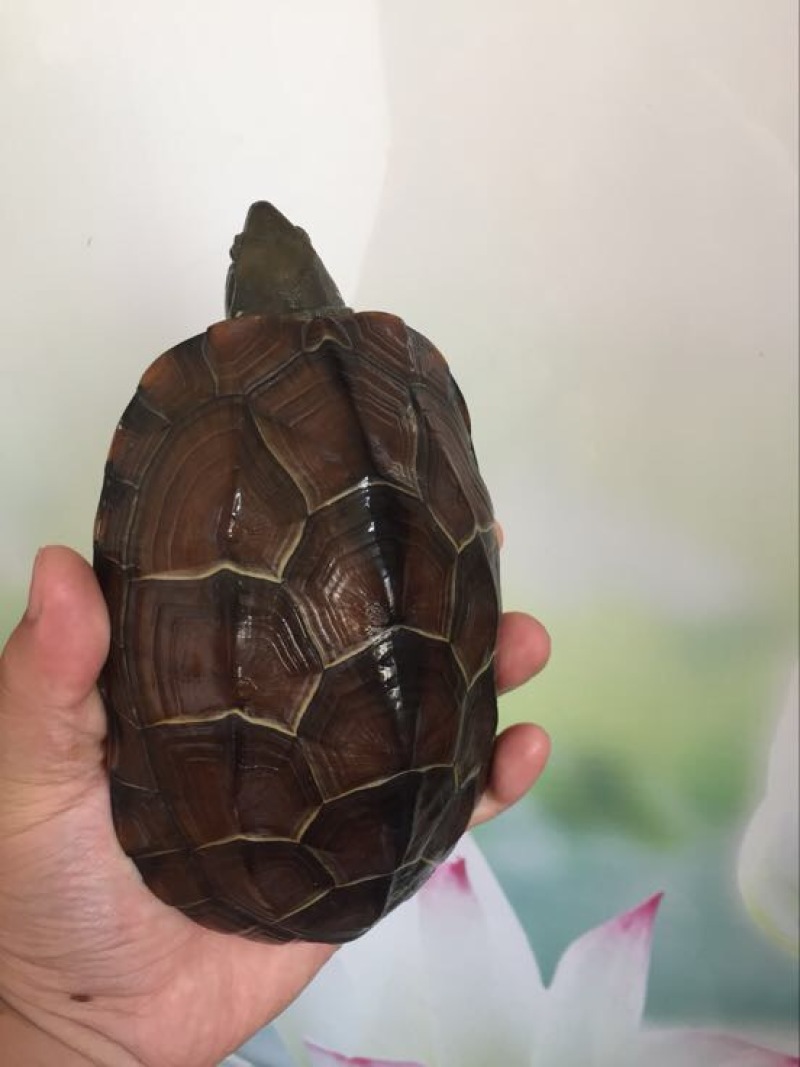 中华草龟0.5斤以下