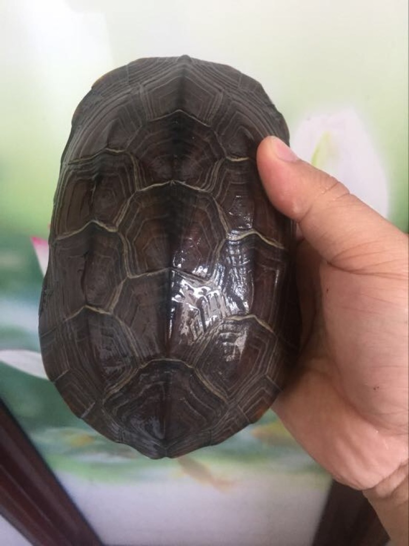 中华草龟0.5斤以下