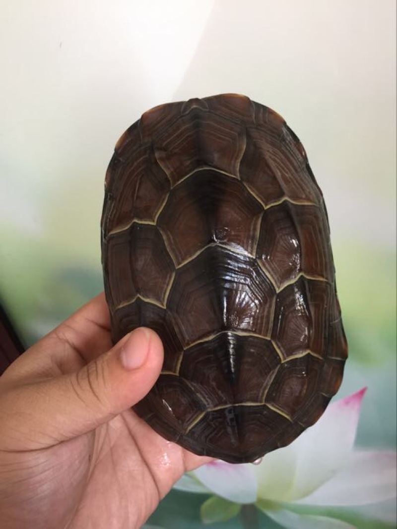 中华草龟0.5斤以下