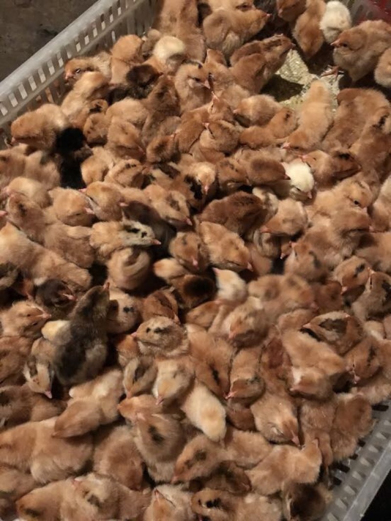 土鸡苗35~45克出壳苗通货