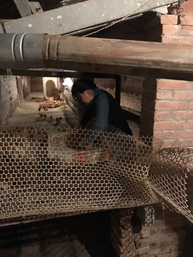 土鸡苗35~45克出壳苗通货