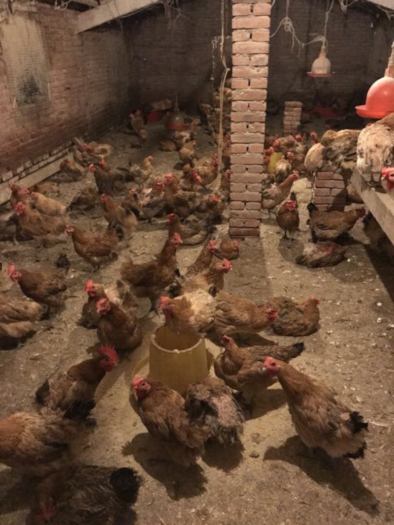 土鸡苗35~45克出壳苗通货