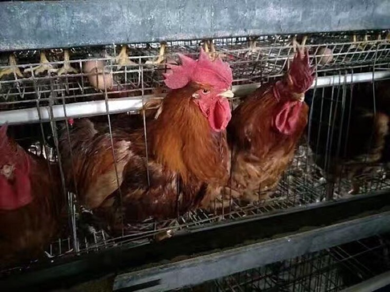 红公鸡苗35~45克出壳苗通货