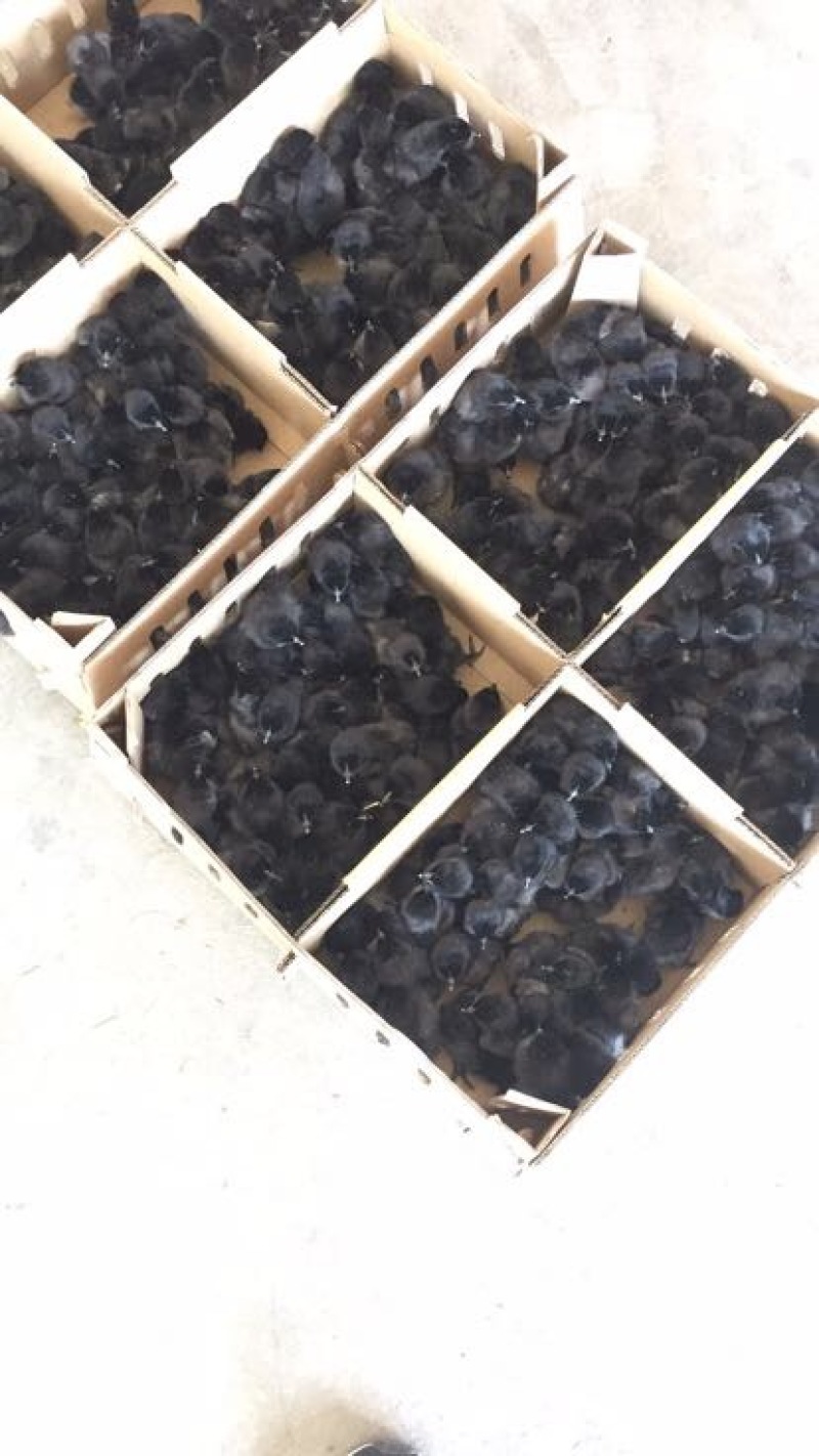 乌鸡苗出壳苗35~45克雄