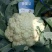 白面青梗有机花菜己大量上市，欢迎各界朋友前来採购合作。