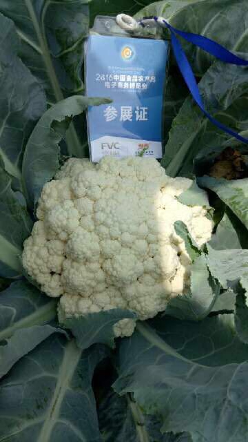 白面青梗有机花菜己大量上市，欢迎各界朋友前来採购合作。