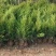 （塔柏）一手货源，苗圃直销蜀桧50~60cm