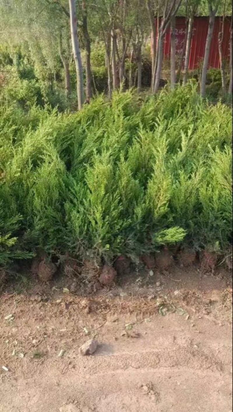 （塔柏）一手货源，苗圃直销蜀桧50~60cm