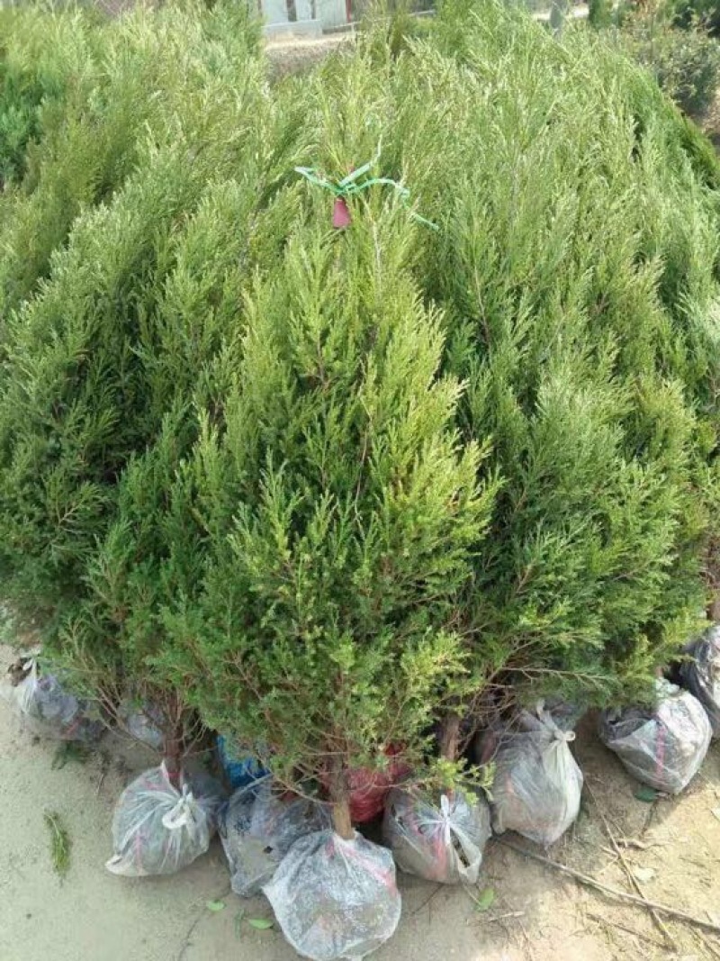 （塔柏）一手货源，苗圃直销蜀桧50~60cm