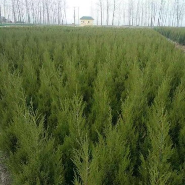 （塔柏）一手货源，苗圃直销蜀桧50~60cm