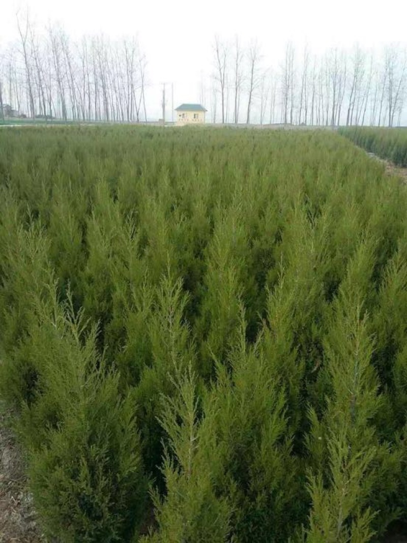 （塔柏）一手货源，苗圃直销蜀桧50~60cm