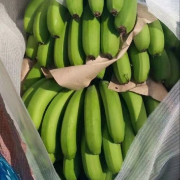 云南红河矮蕉七成熟