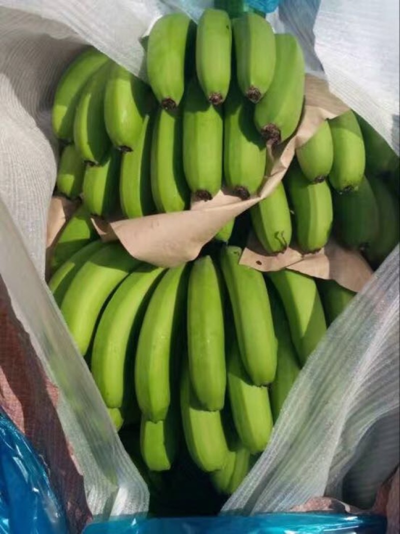 云南红河矮蕉七成熟