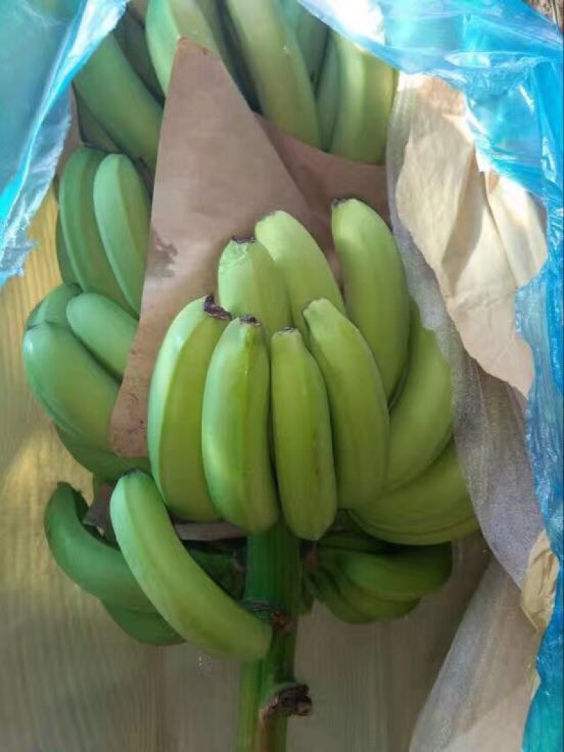 云南红河矮蕉七成熟